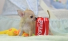 -CHIHUAHUA-PUREBRED-REGISTERED-PUPPIES-TEACUP-SIZES