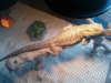 Bearded-Dragon